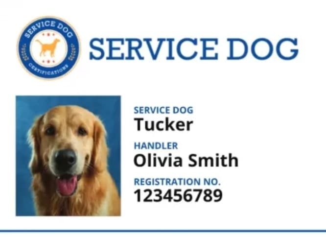 רישיון כלב שירות + כרטיס Id
